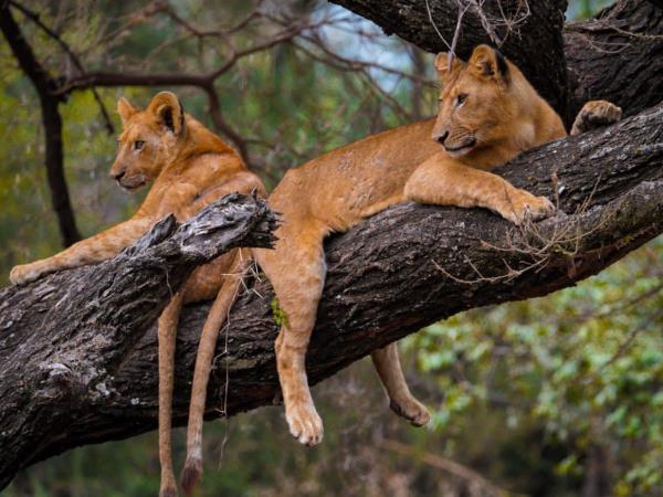 Top 5 Destinations to Visit on Self Drive Tanzania